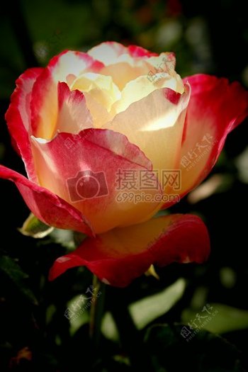 盛开的美丽玫瑰花