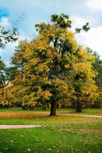 摄影作品之秋季的树