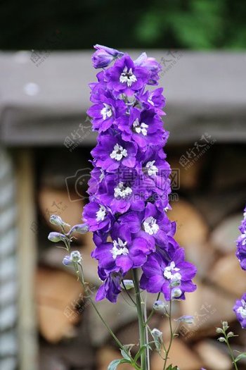 篱笆外的紫花