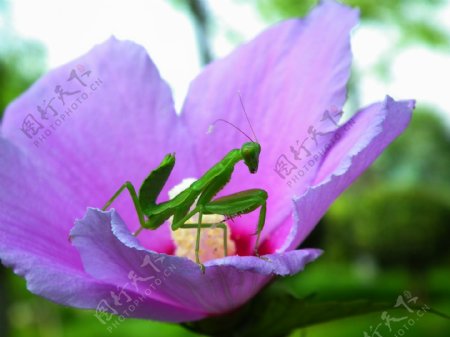 粉色花朵上螳螂图片
