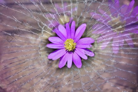 紫银莲花图片
