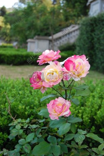 玫瑰花卉鲜花植物按钮粉红色琳达自然花园