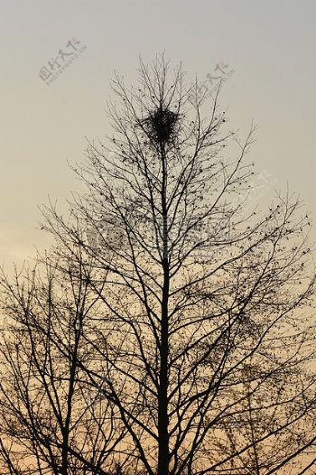 树巢自然分支机构鸟巢