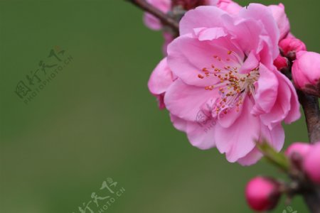 唯美粉色桃花图片