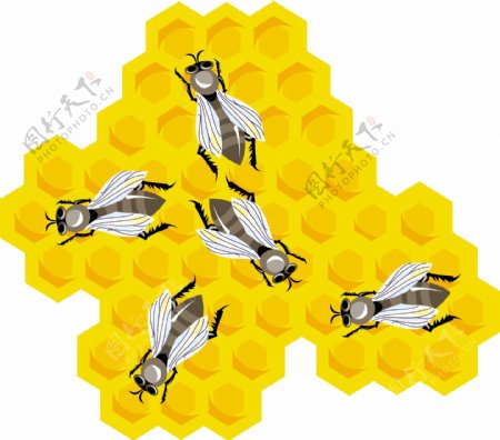 蜜蜂和六边形蜂蜜