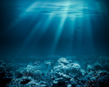 蓝色海底珊瑚图片