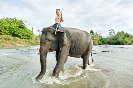 高清河中大象图片