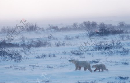 雪地上的两只北极熊