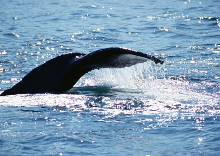 鲸鱼尾巴摄影