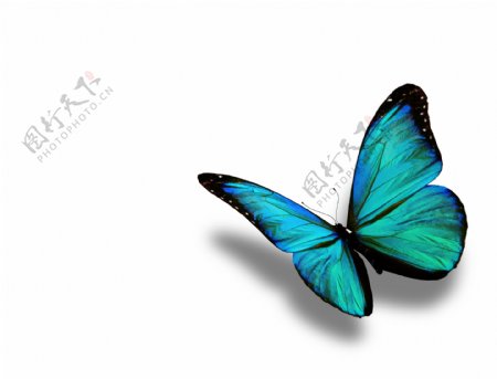 美丽蝴蝶标本