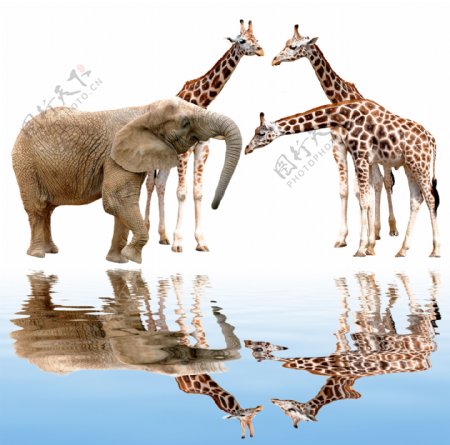 长颈鹿与大象