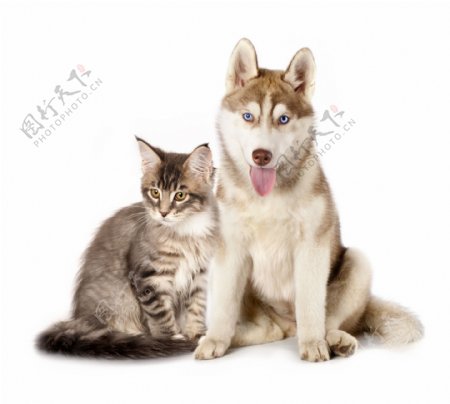猫和狗站在一起