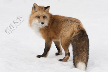 冬天的狐狸
