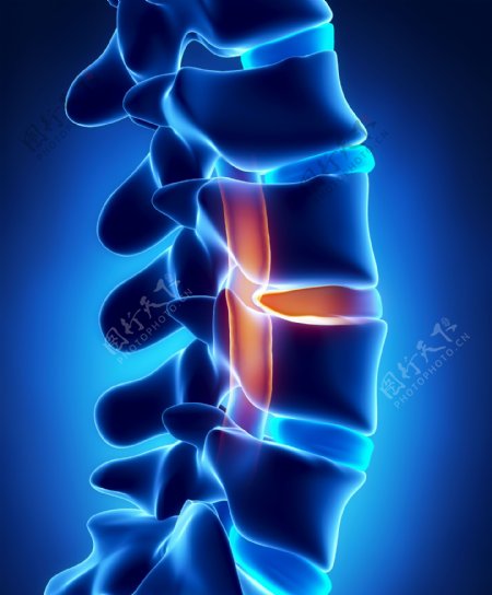 脊椎脊髓器官图片