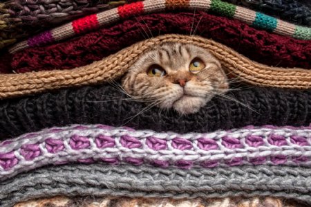 毛衣里的小猫图片