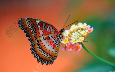 蝴蝶背景图片素材