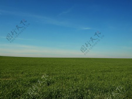 绿色稻田风景图片