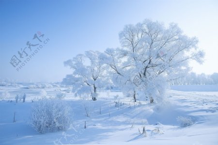 唯美冬季雾凇美景图片