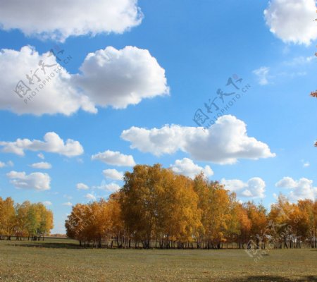 美丽的蓝天白云树林风景图片