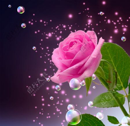 美丽玫瑰花与泡泡图片
