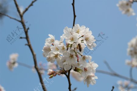 春天里的樱花