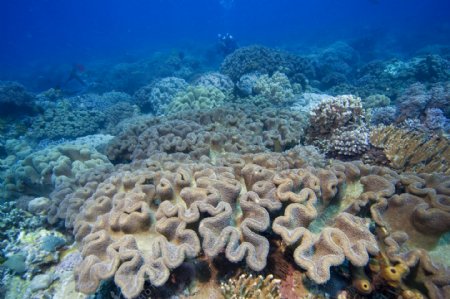 漂亮的珊瑚群
