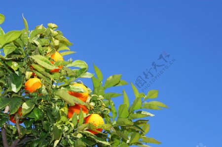 树上的水果摄影
