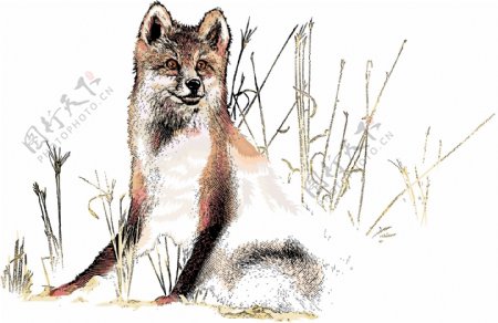 狡猾的狐狸在草丛中矢量素材