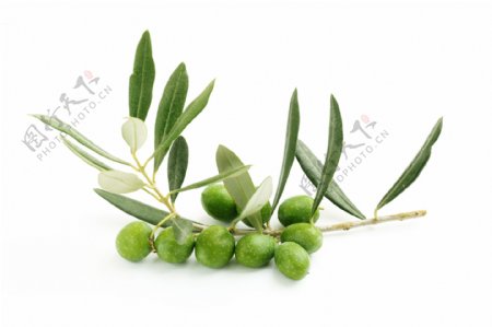 绿橄榄与树叶图片