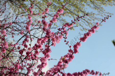 美丽的粉色梅花花枝图片