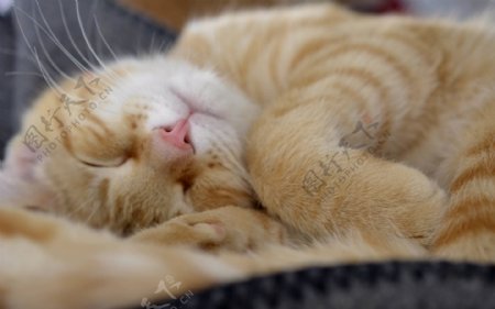 可爱睡觉小猫图片