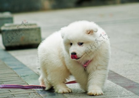 可爱萨摩犬图片