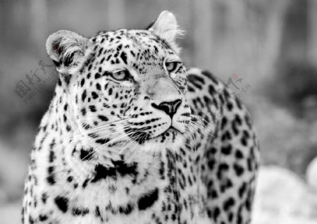 黑白豹子图片