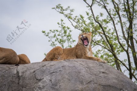 狮子摄影图