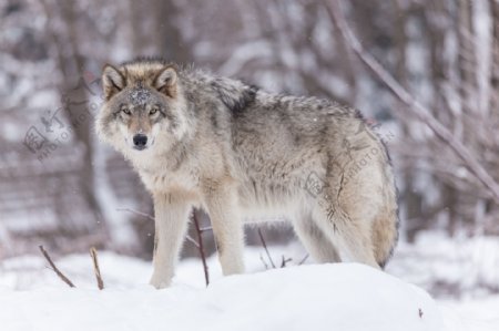 雪山里的狼动物高清图片
