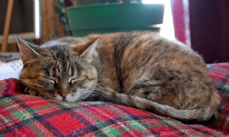 猫睡在毯子