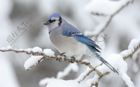 雪天的鸟