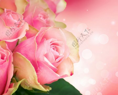 粉红色玫瑰花