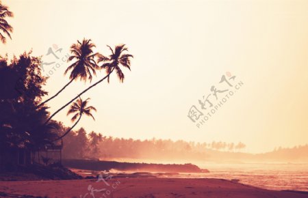 夕阳下的椰树与大海图片