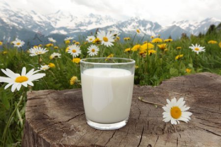 雪山鲜花与牛奶图片