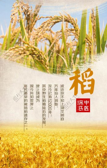 中国风稻米文化宣传海报设计