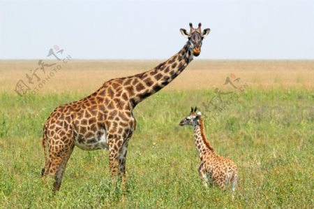 长颈鹿与幼崽