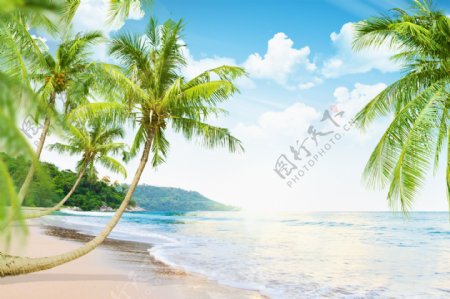 海滩椰树风景