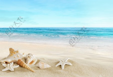 沙滩上的海星和海螺