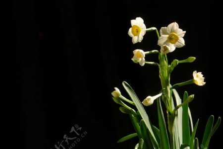 鲜艳白色水仙花图片