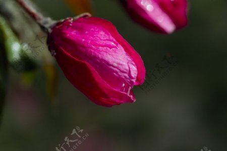 红色海棠花苞图片