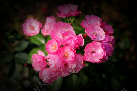 唯美粉色海棠花图片
