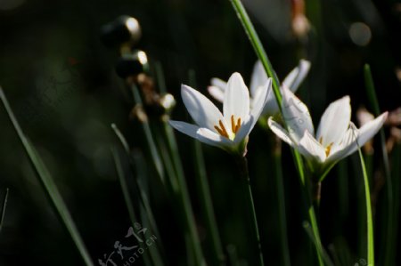 白色葱兰花图片