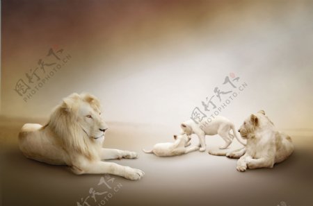 雄狮母狮幼狮狮子高清图片素材