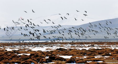 海边斑头雁风景图片